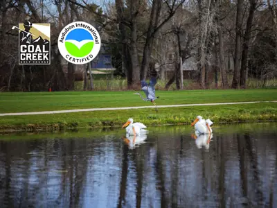 Two birds in a pond at the golf course with an Audubon Certified logo. 